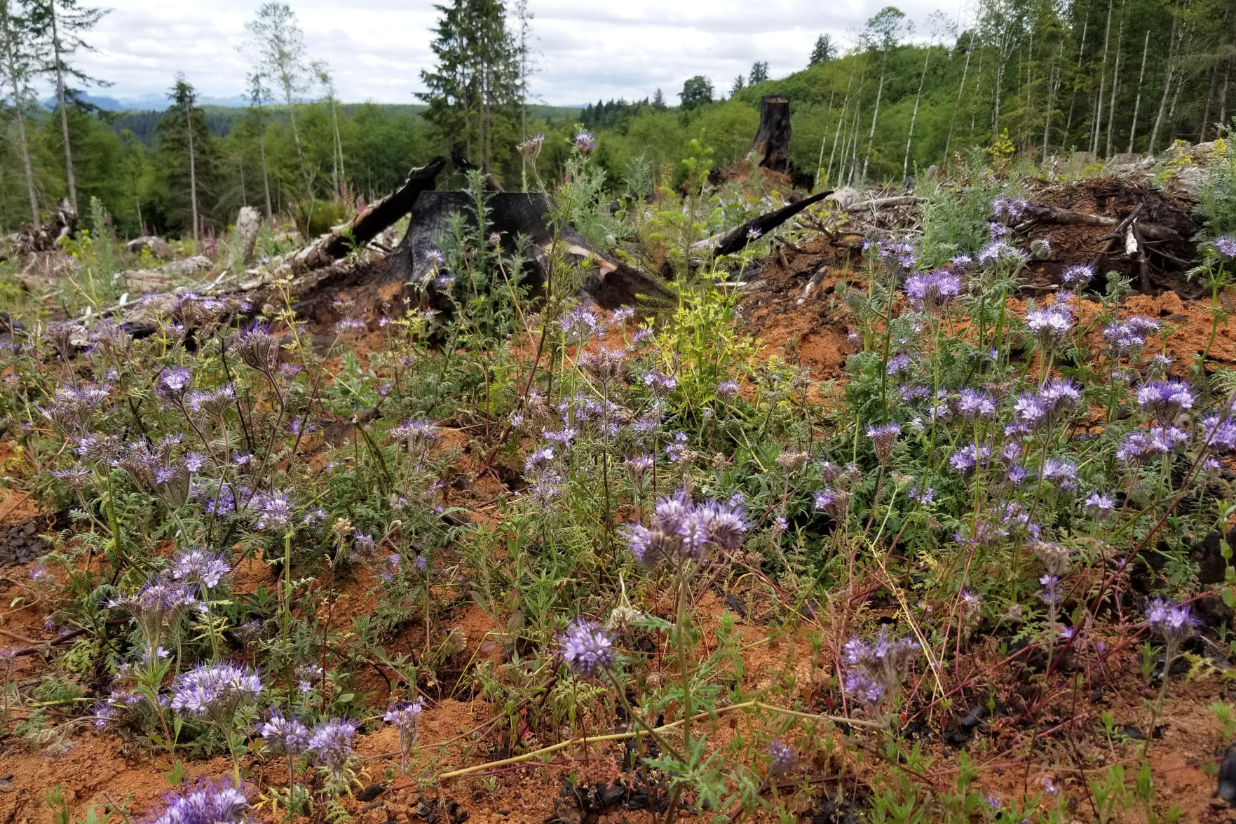 From clearcut trees to habitat for bees